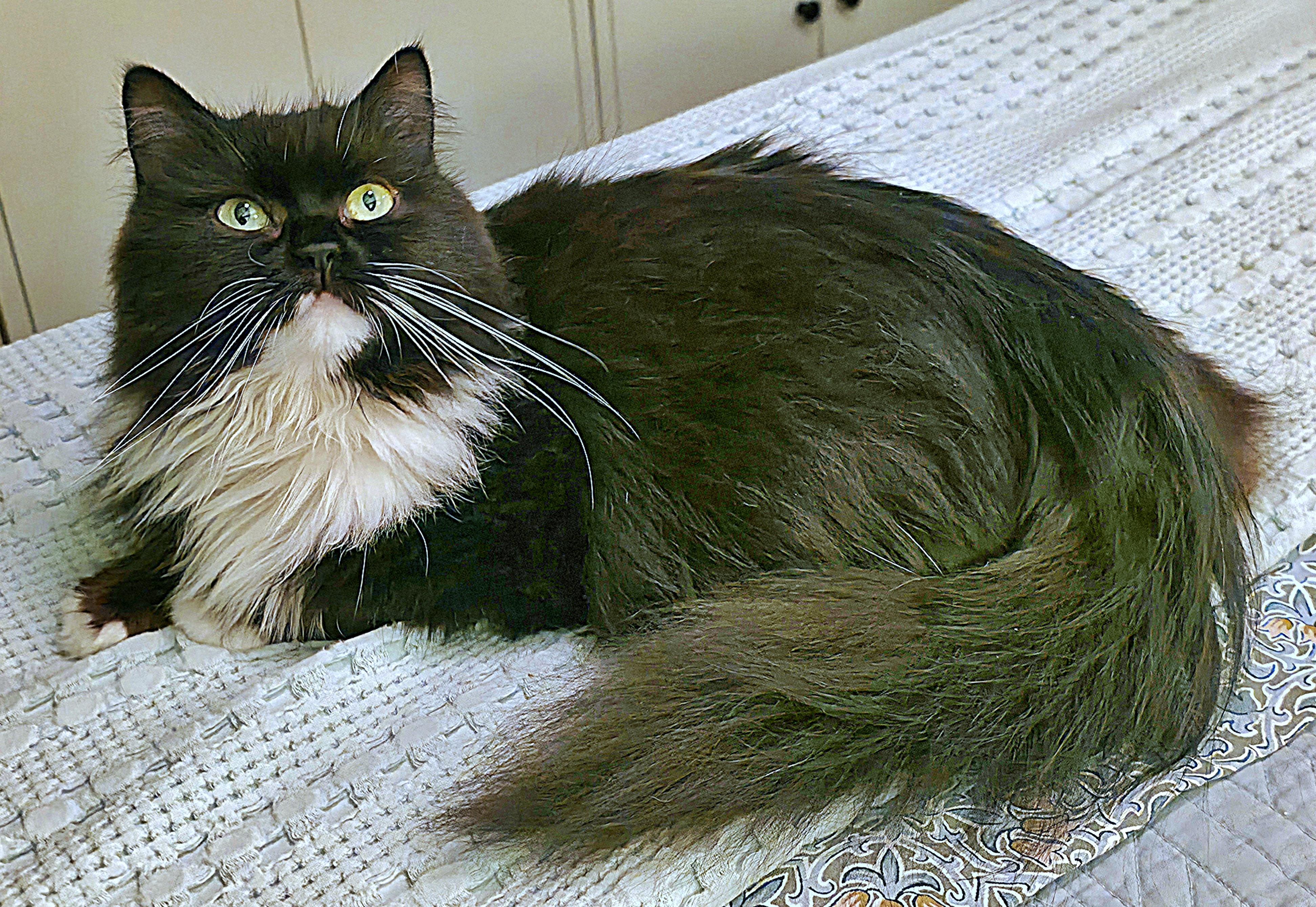 Oreo (FIV), a ADOPTABLE Persian in Converse, TX image 3/4