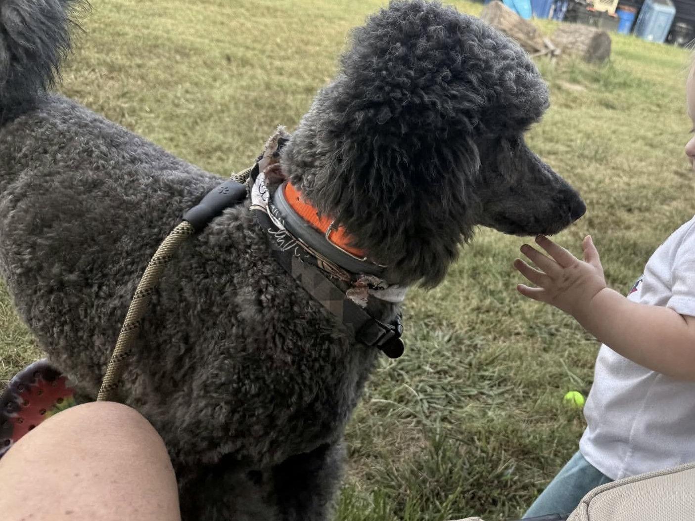 Enlarge Sterling, a Adoptable Standard Poodle in Westwood, NJ image 1/3