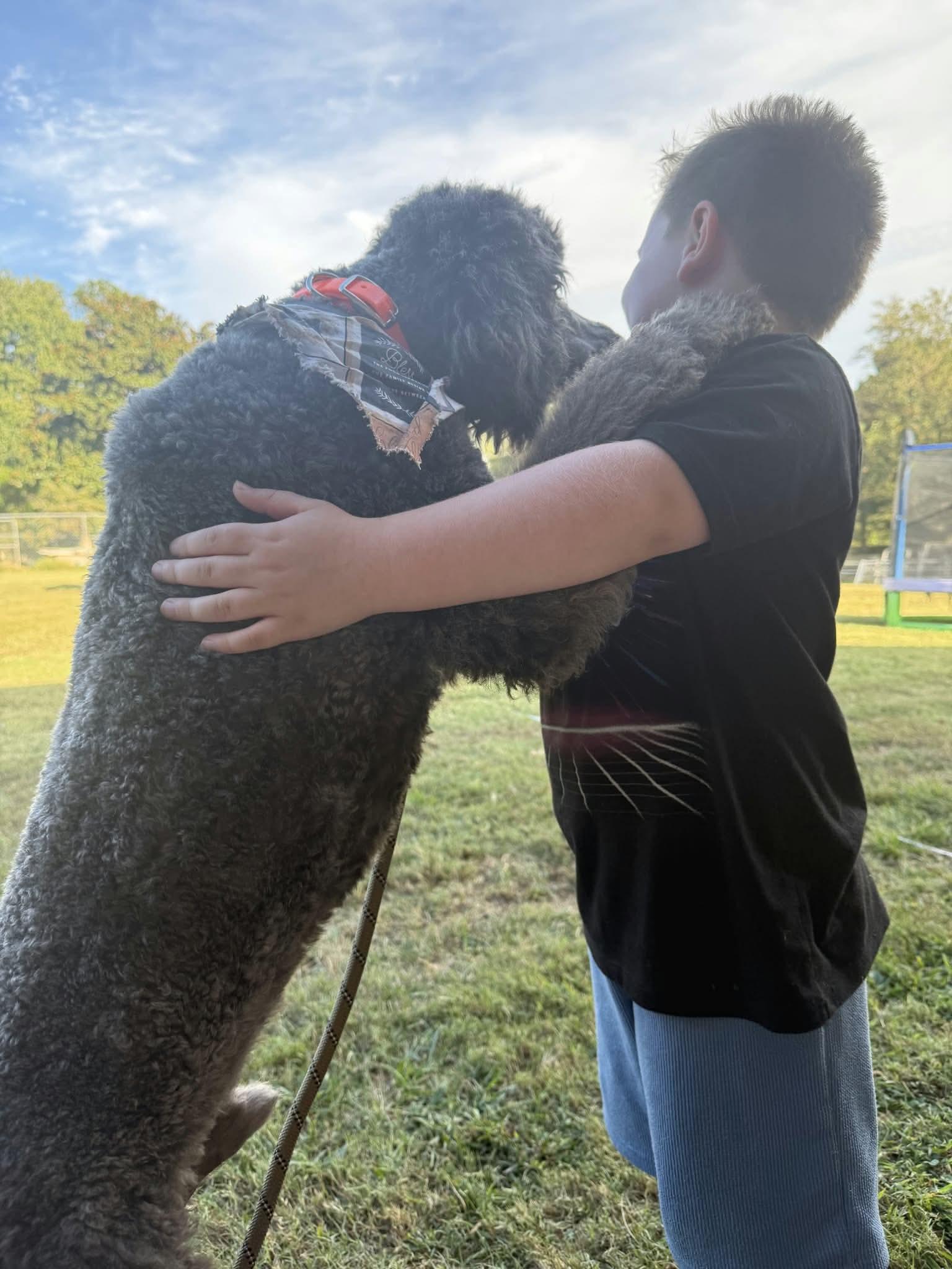 Enlarge Sterling, a Adoptable Standard Poodle in Westwood, NJ image 2/3