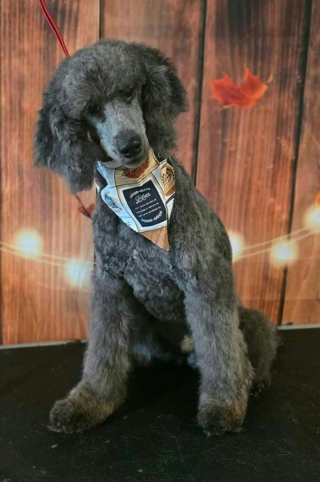 Enlarge Sterling, a Adoptable Standard Poodle in Westwood, NJ image 3/3