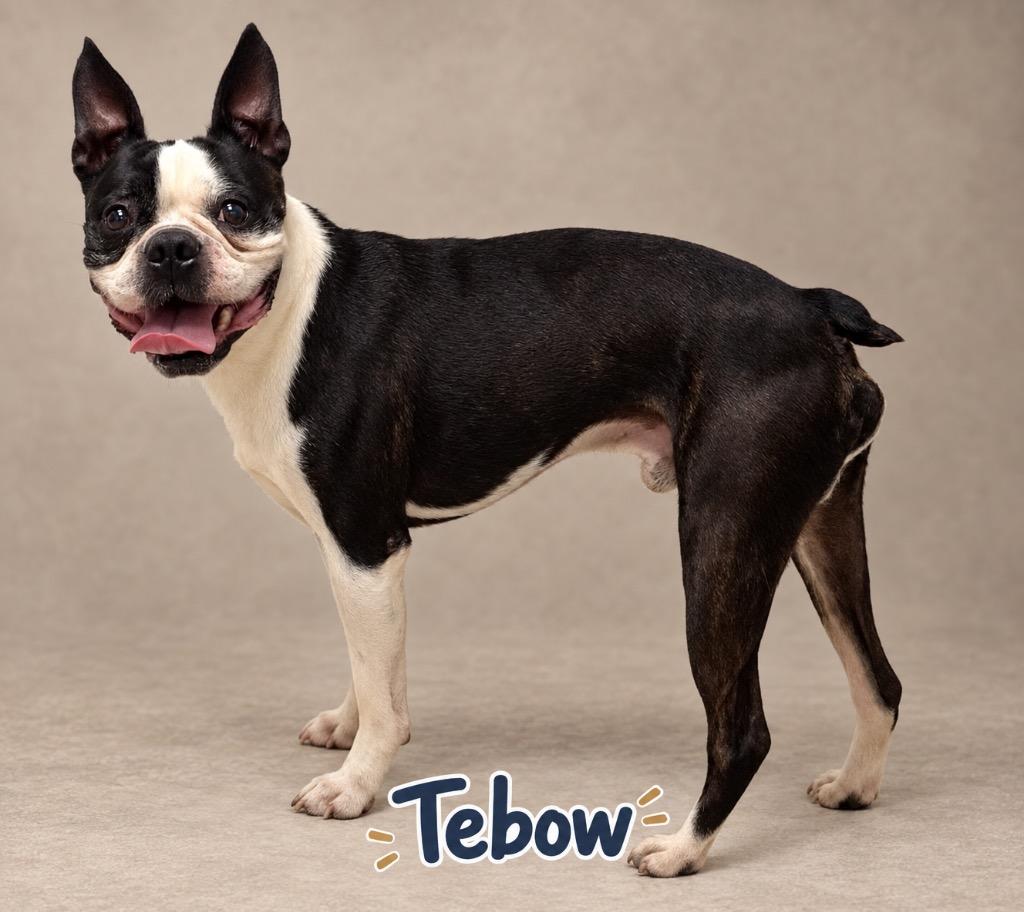 Enlarge TEBOW, a Adoptable Boston Terrier in Crossville, TN image 1/1