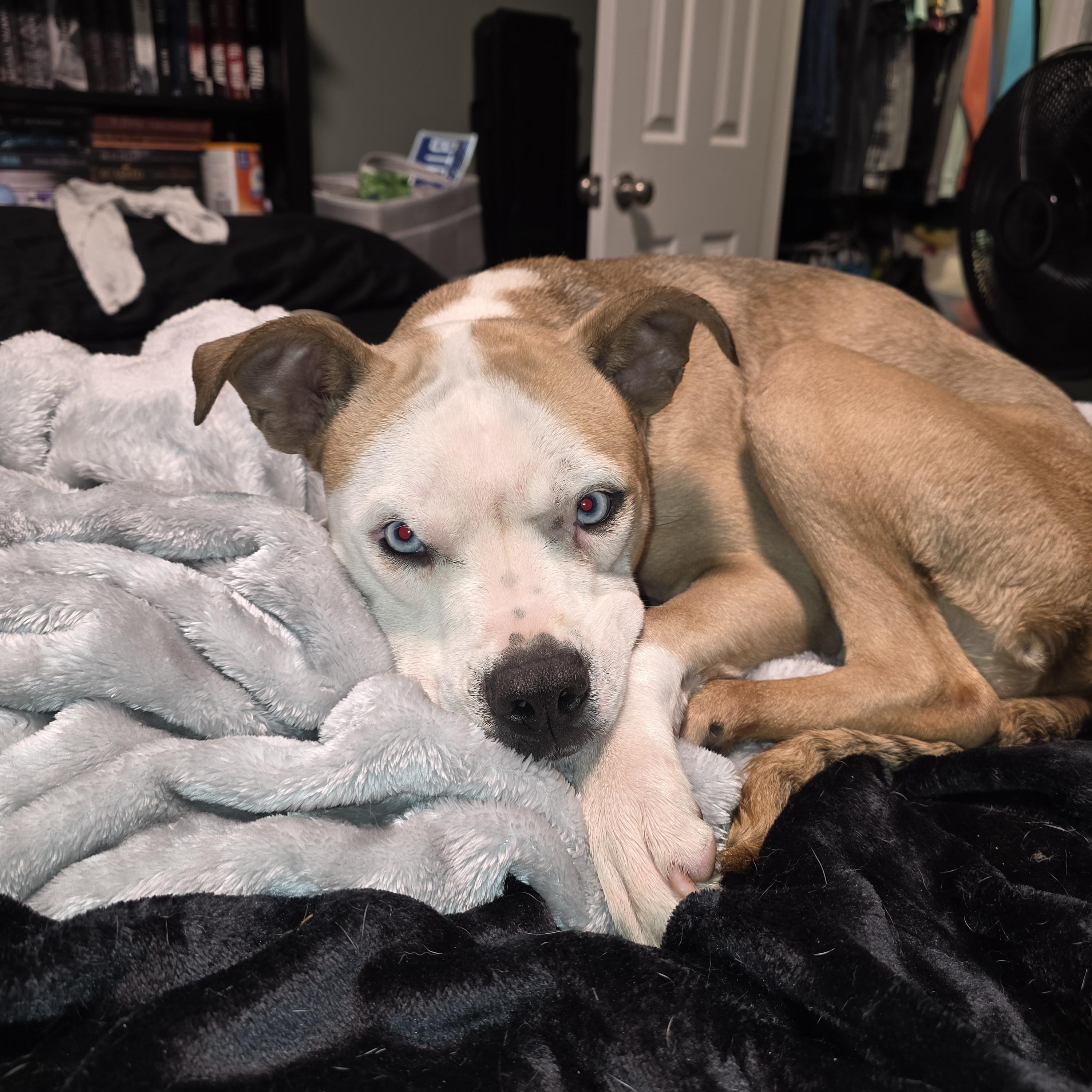 Miley, Adoptable, Puppy Female Bulldog.