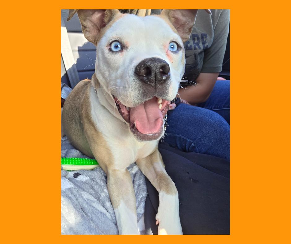 Miley, a Adoptable mixed breed in Greeneville, TN image 4/4