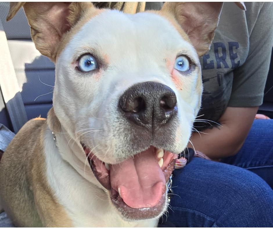 Miley, Adoptable, Puppy Female Bulldog.