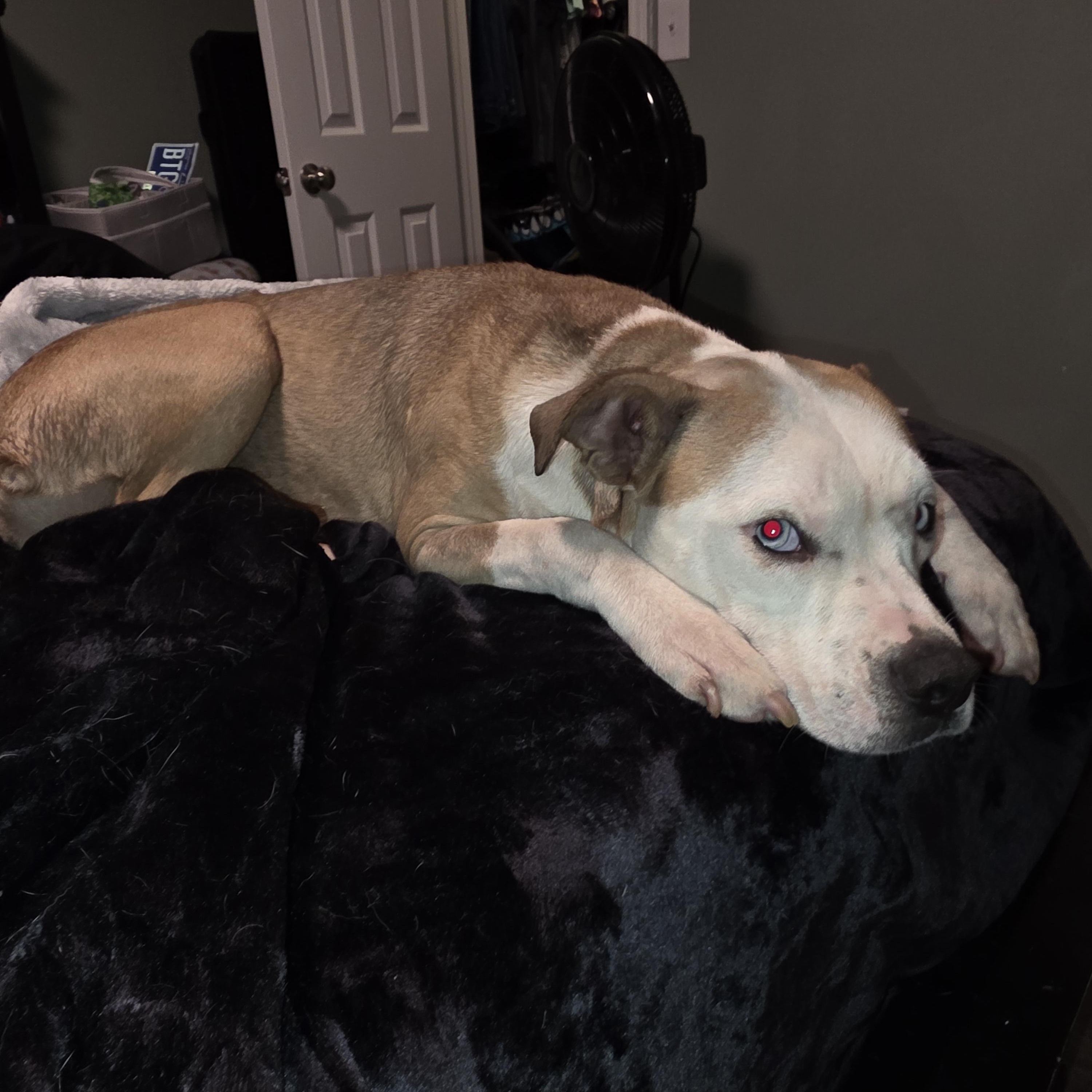 Miley, a Adoptable mixed breed in Greeneville, TN image 3/4