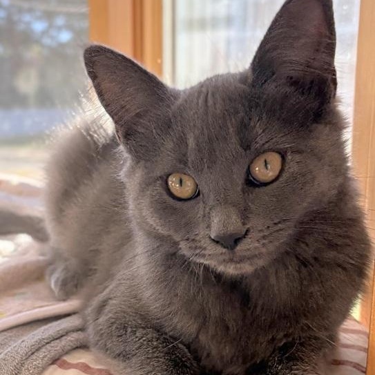 Garda, Adoptable, Kitten Female Maine Coon & Domestic Medium Hair.