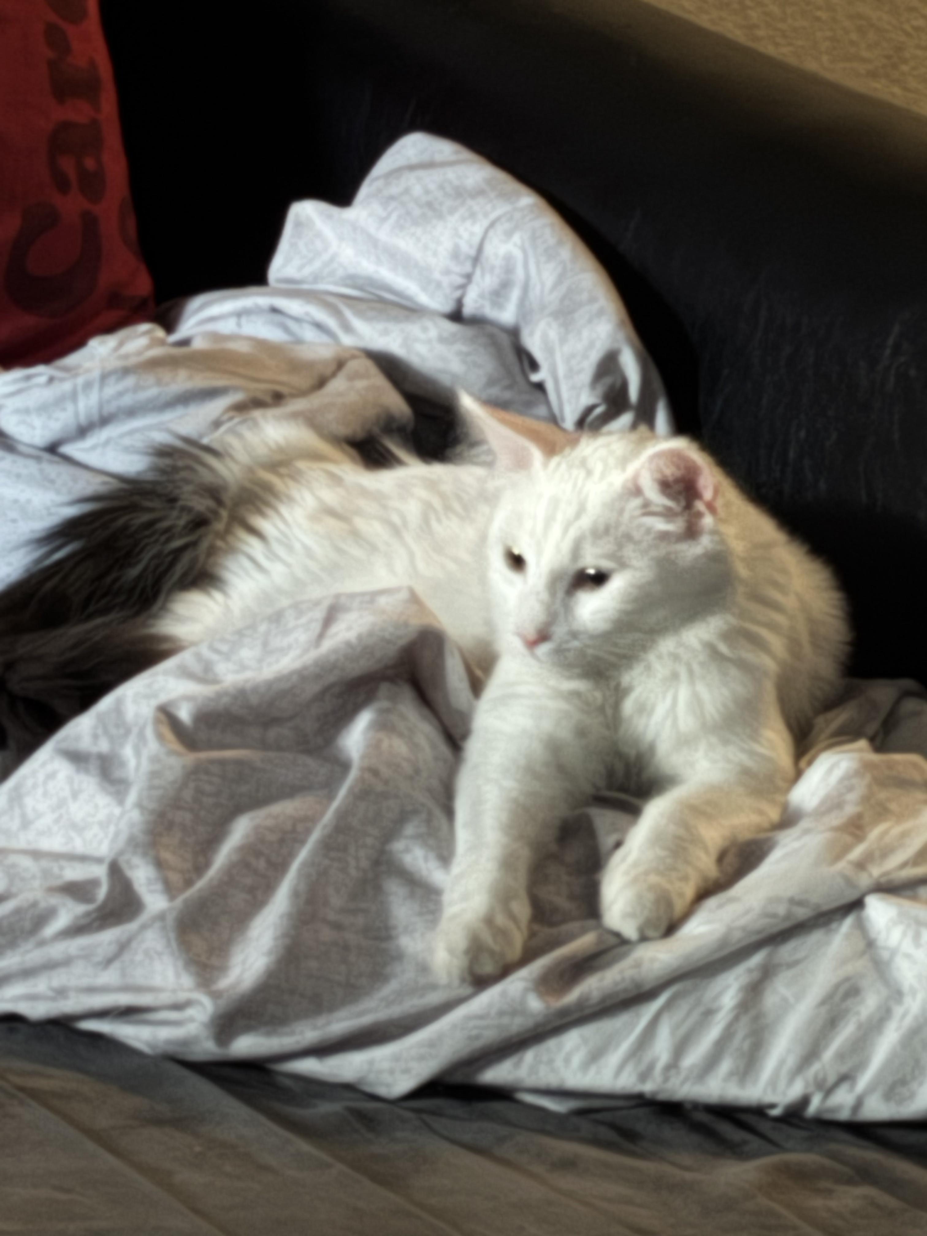 Solaris , an adopted mixed breed in Phoenix, AZ image 5/6