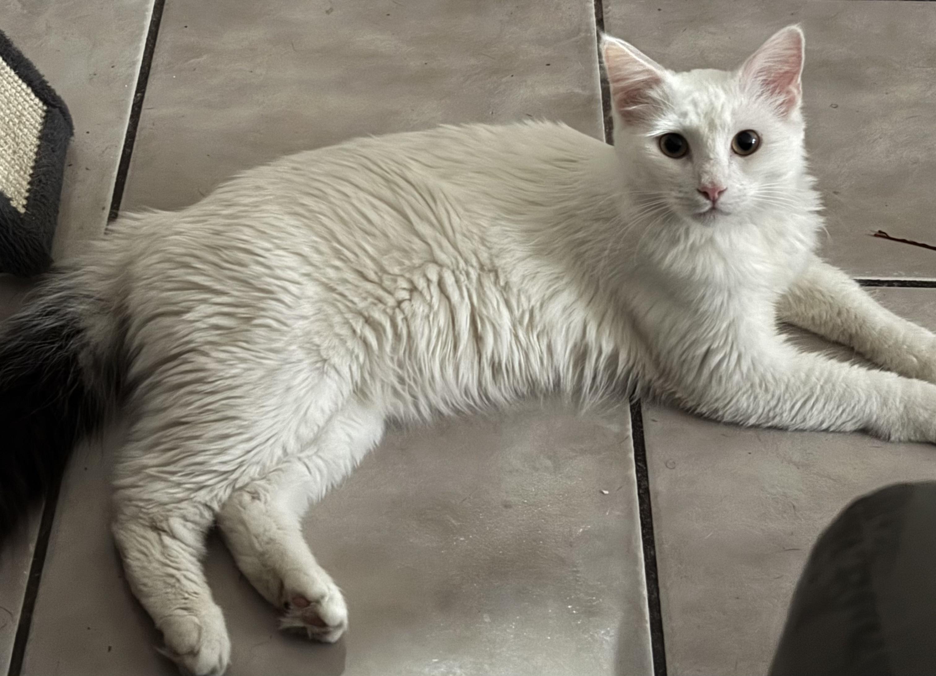 Solaris , an adopted mixed breed in Phoenix, AZ image 1/6