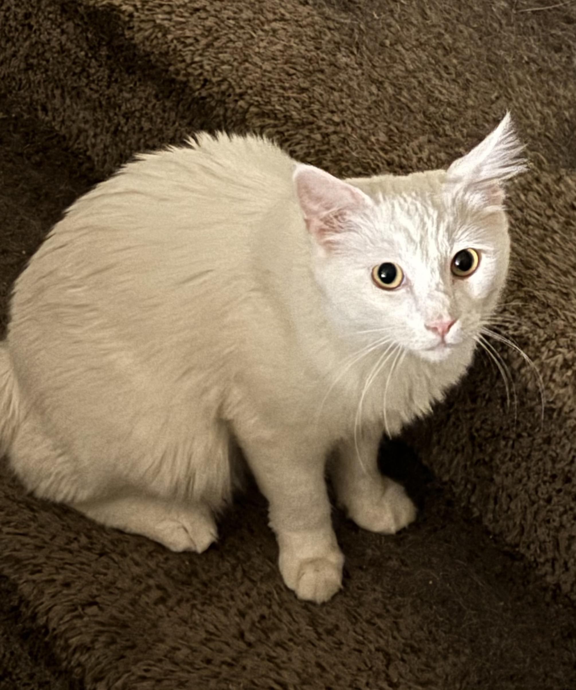 Solaris , an adopted mixed breed in Phoenix, AZ image 6/6