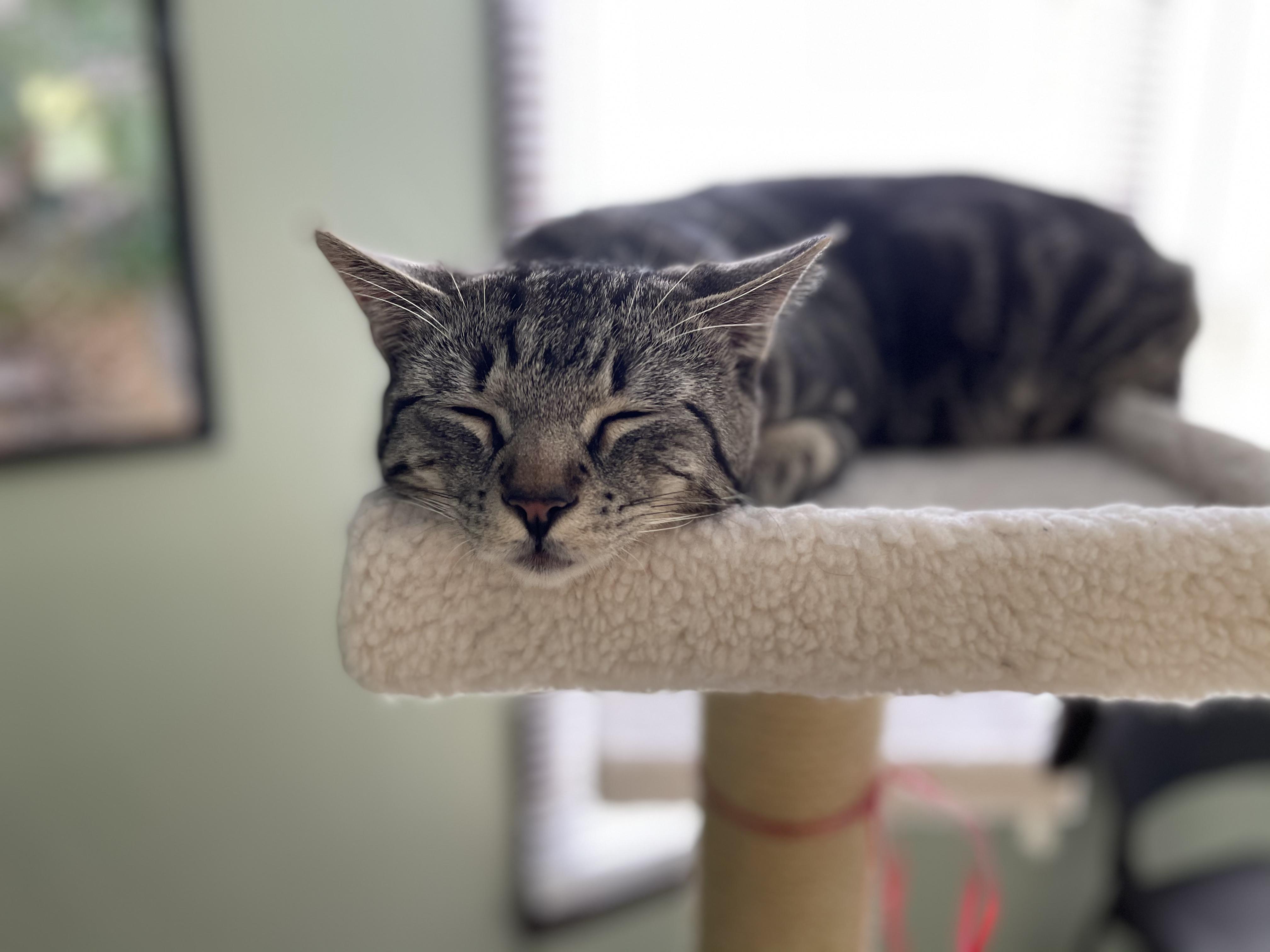 Marvin, a Adoptable American Shorthair in Indianapolis, IN image 4/4