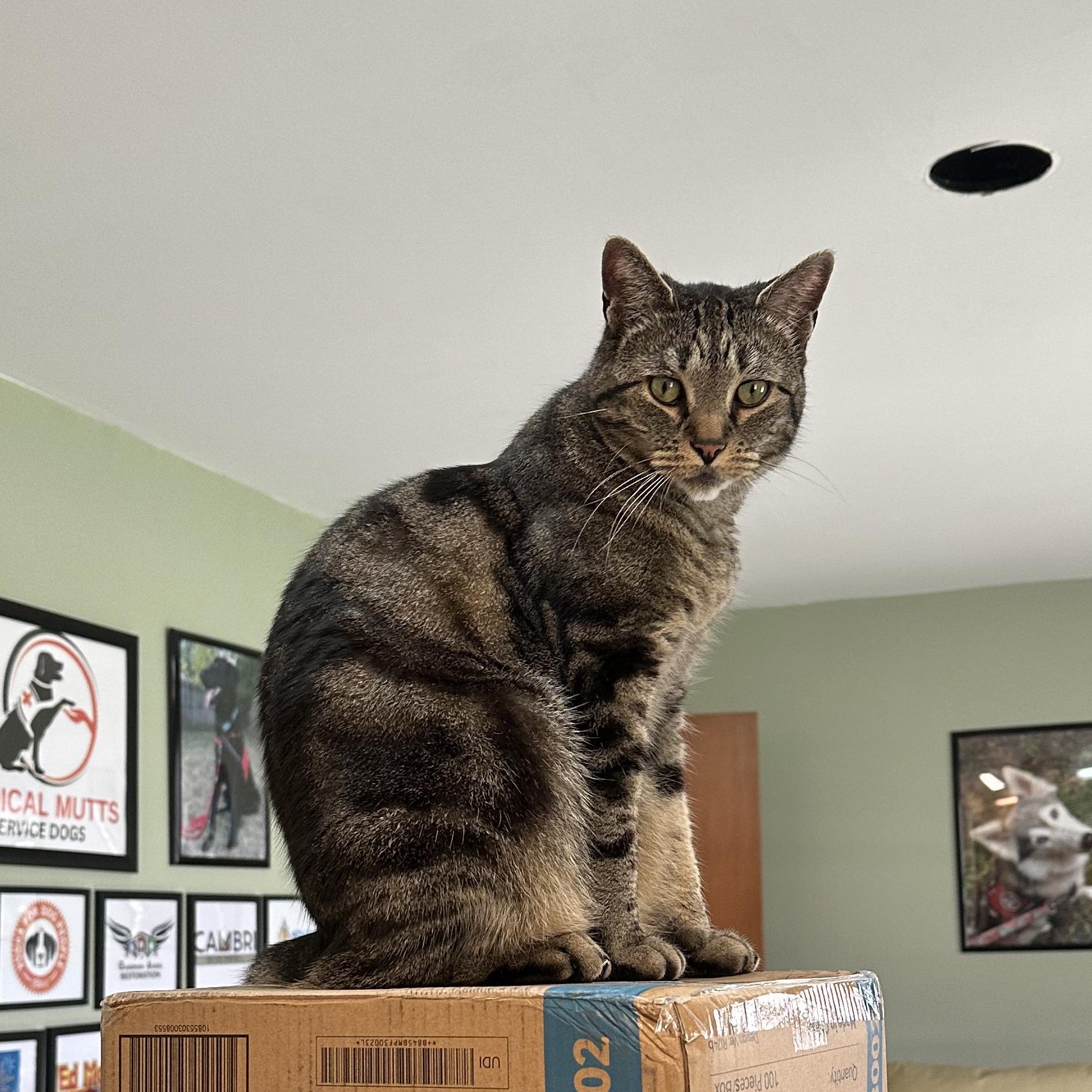 Marvin, a Adoptable American Shorthair in Indianapolis, IN image 1/4