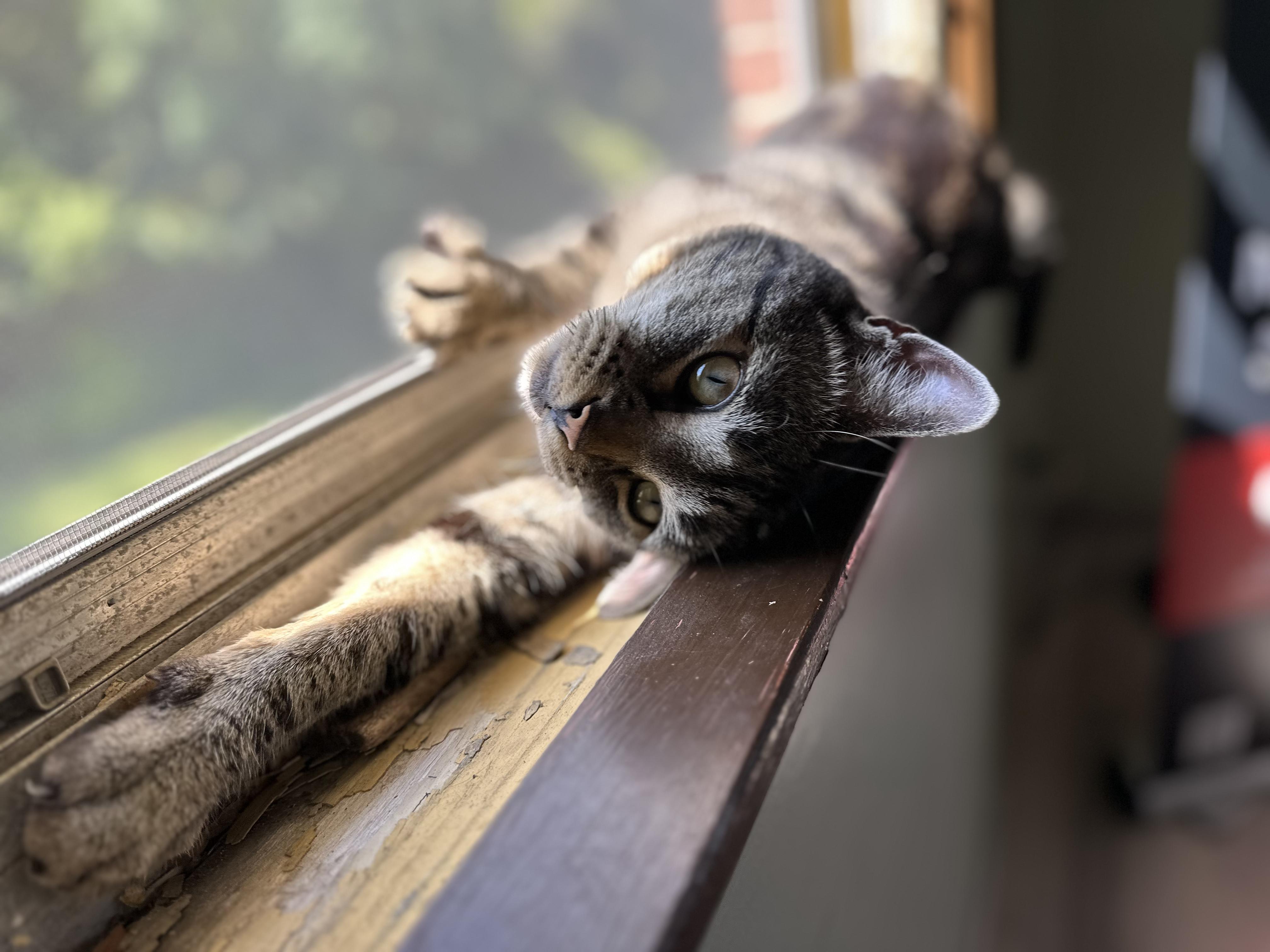 Marvin, a Adoptable American Shorthair in Indianapolis, IN image 2/4