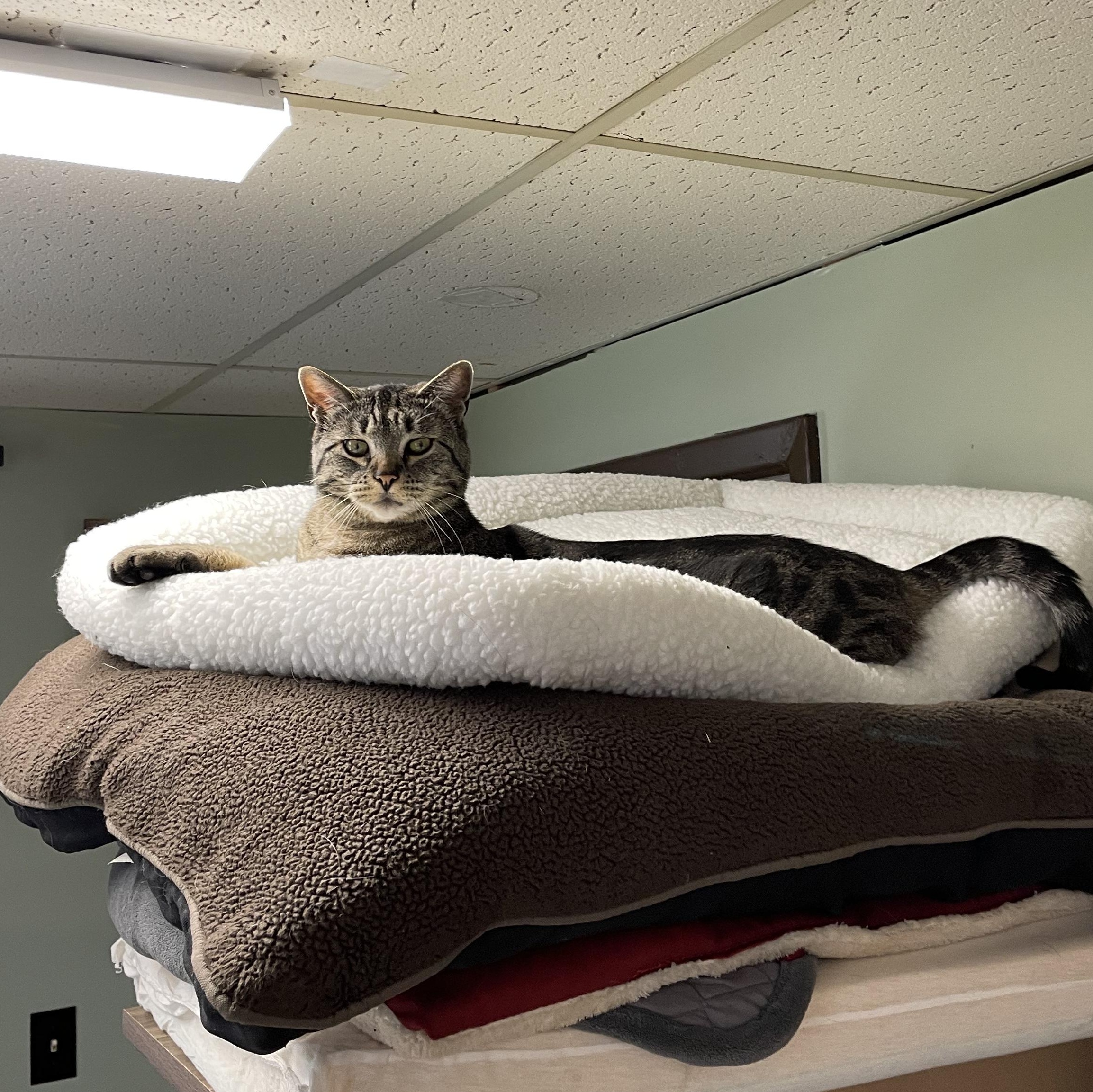 Marvin, a Adoptable American Shorthair in Indianapolis, IN image 3/4