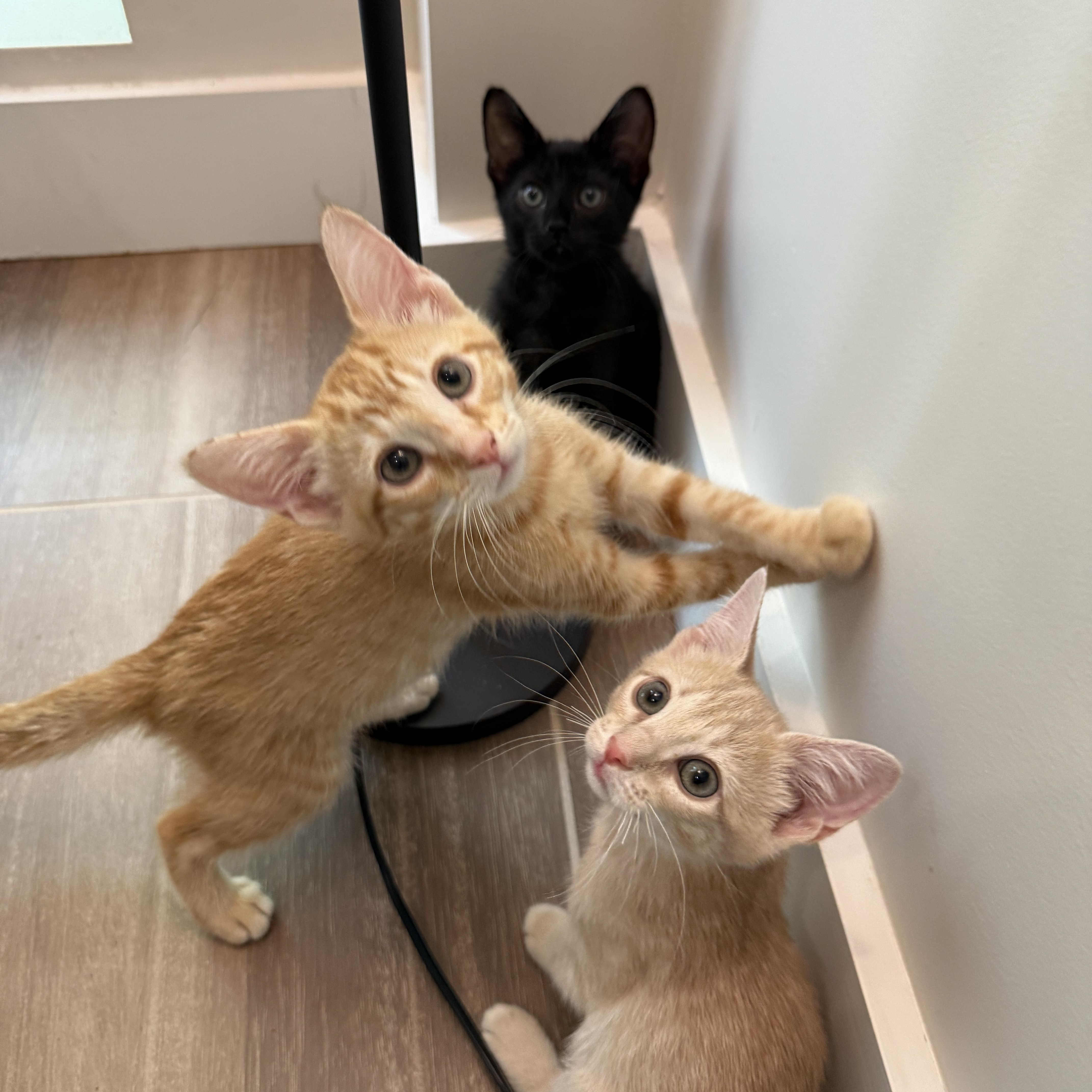 Hook, a Adoptable Domestic Short Hair in Brooklyn, NY image 2/5