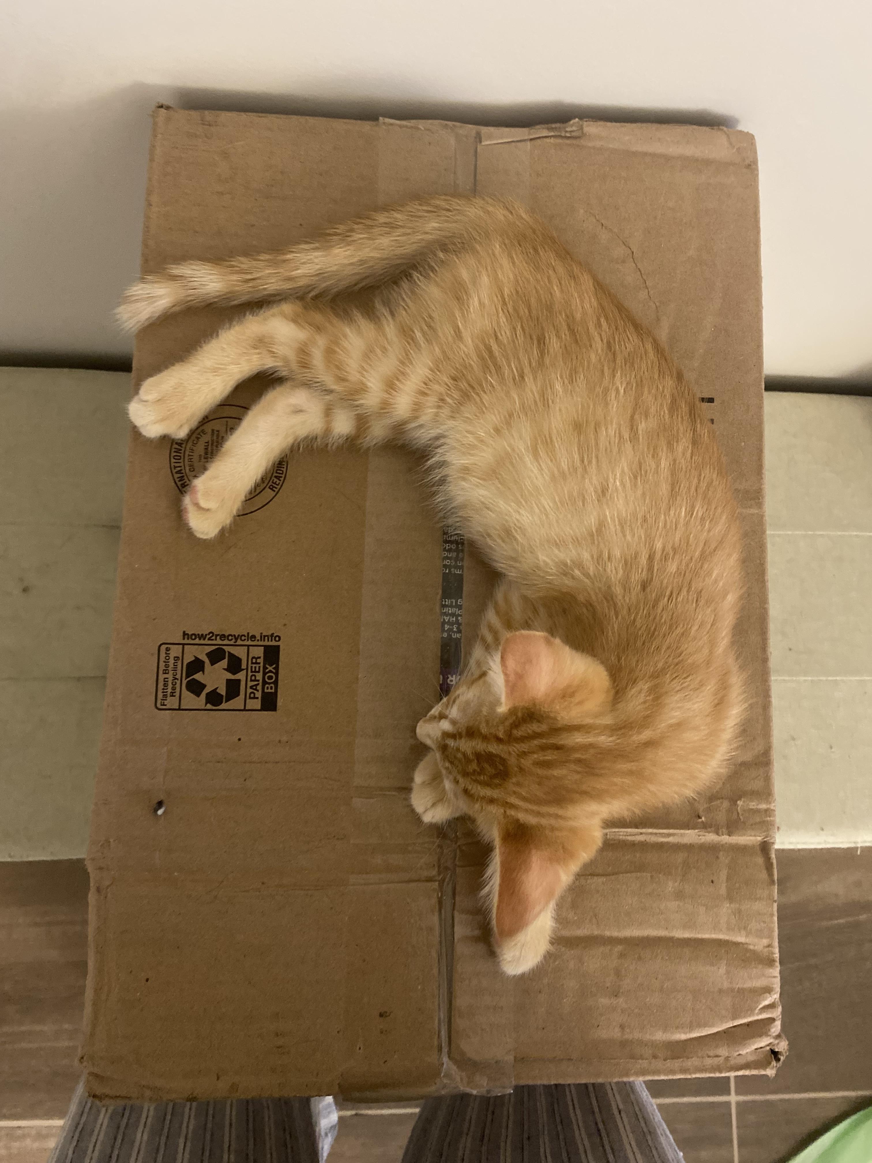 Hook, a Adoptable Domestic Short Hair in Brooklyn, NY image 4/5