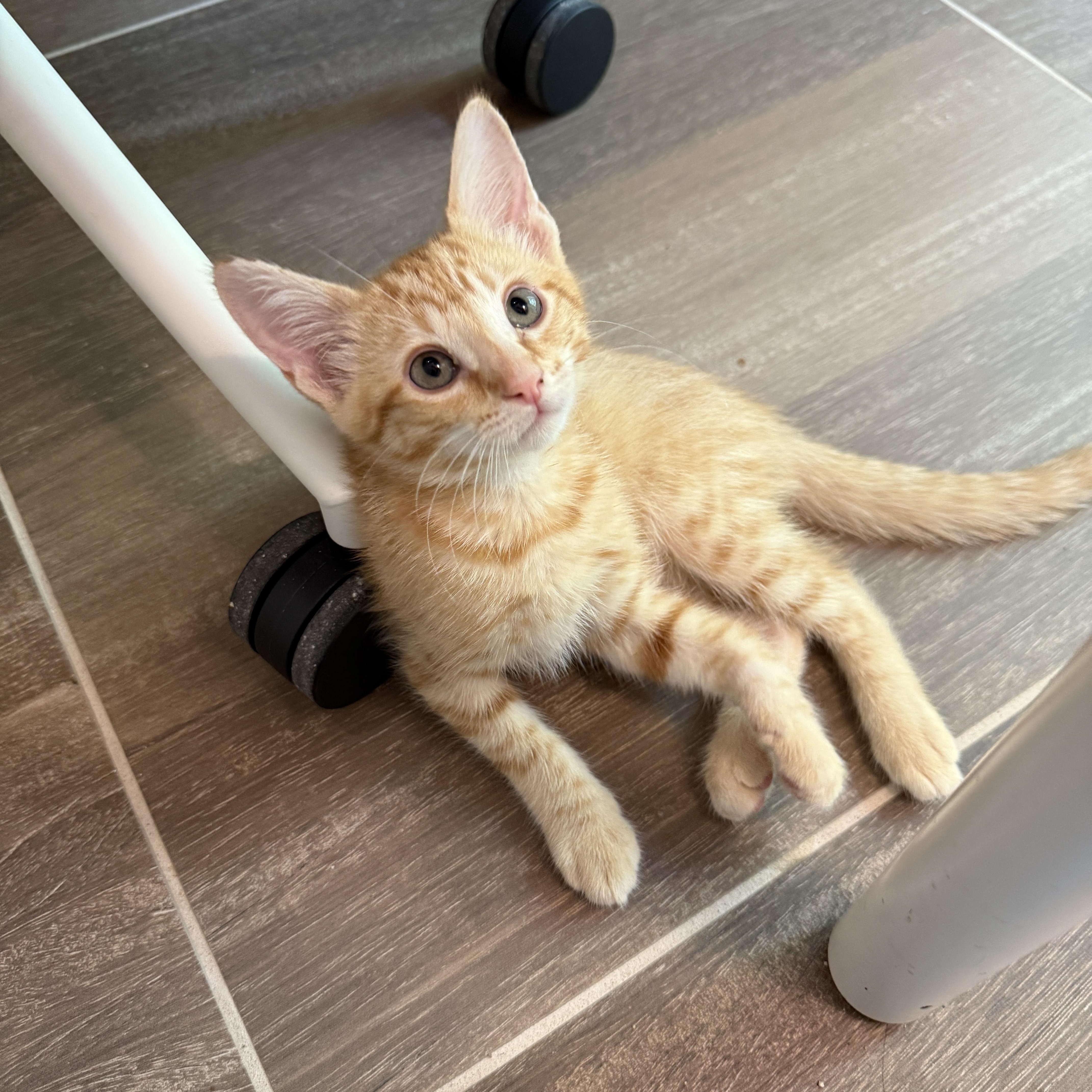 Hook, a Adoptable Domestic Short Hair in Brooklyn, NY image 3/5