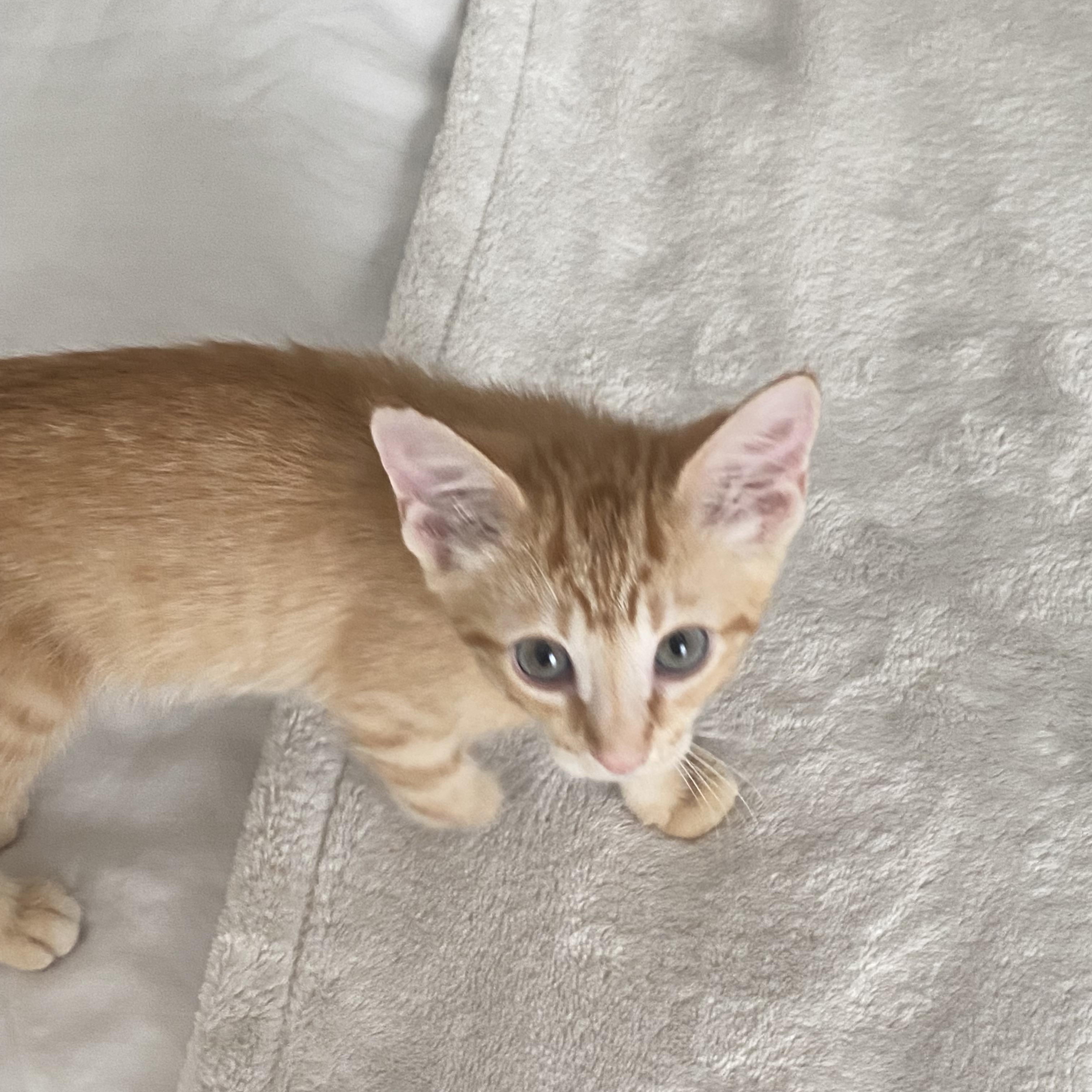 Hook, a Adoptable Domestic Short Hair in Brooklyn, NY image 5/5