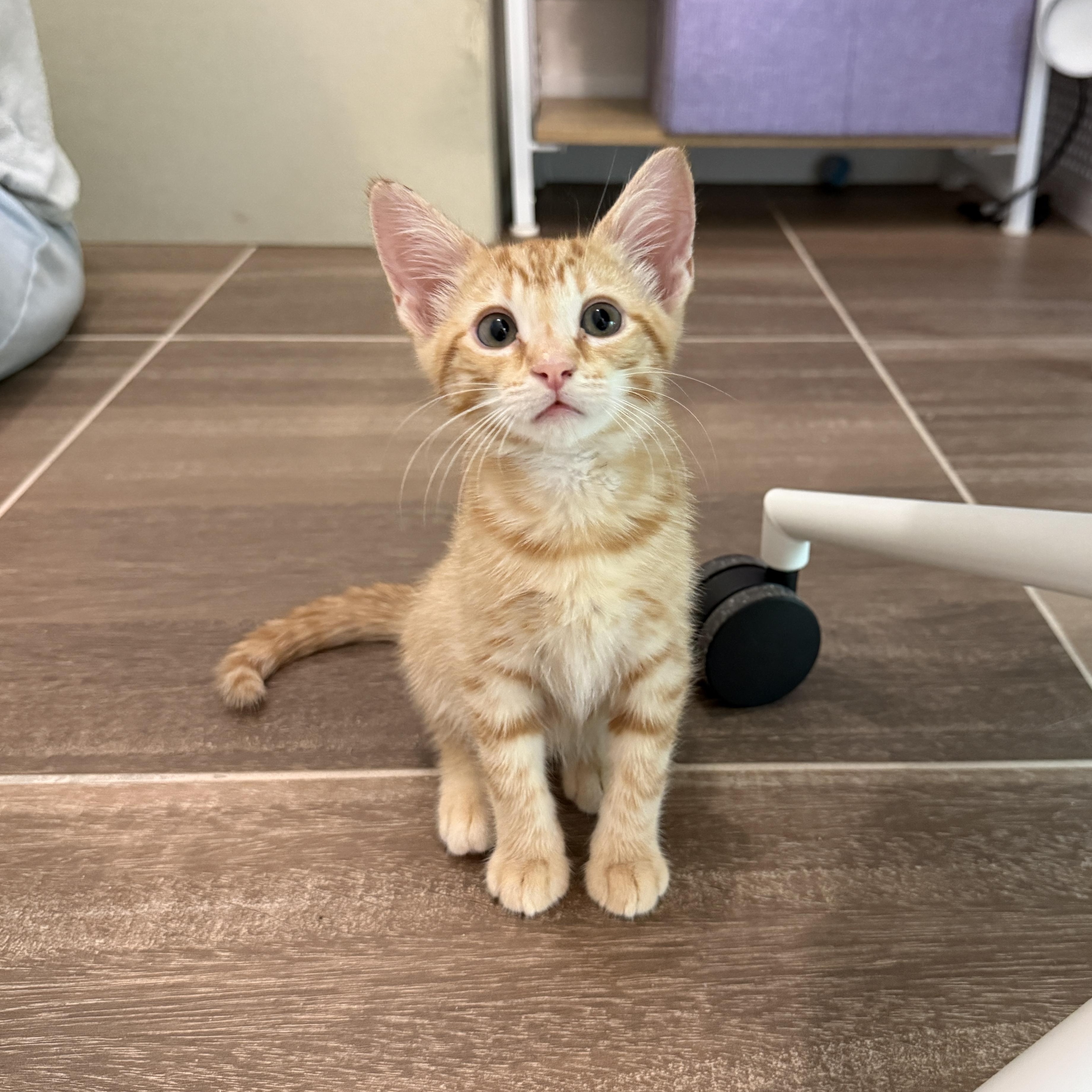 Hook, Adoptable, Kitten Male Domestic Short Hair.