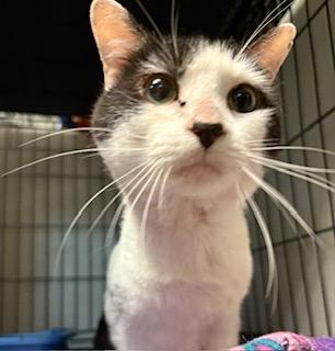 Boson — thumbnail 2