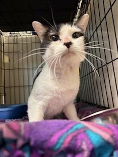 Boson — thumbnail 3