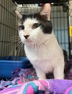 Boson — thumbnail 5