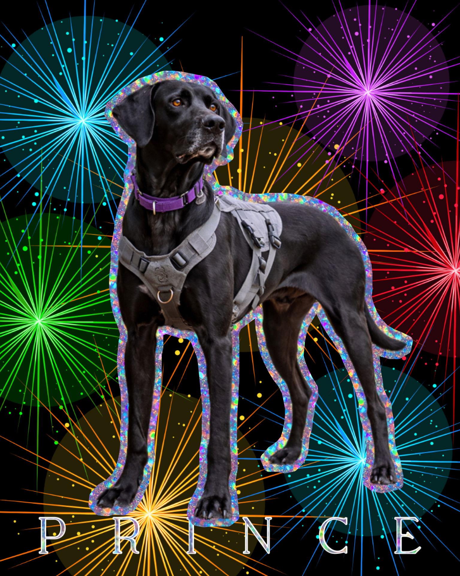 Enlarge Prince, a Adoptable German Shorthaired Pointer in Spotsylvania, VA image 1/3