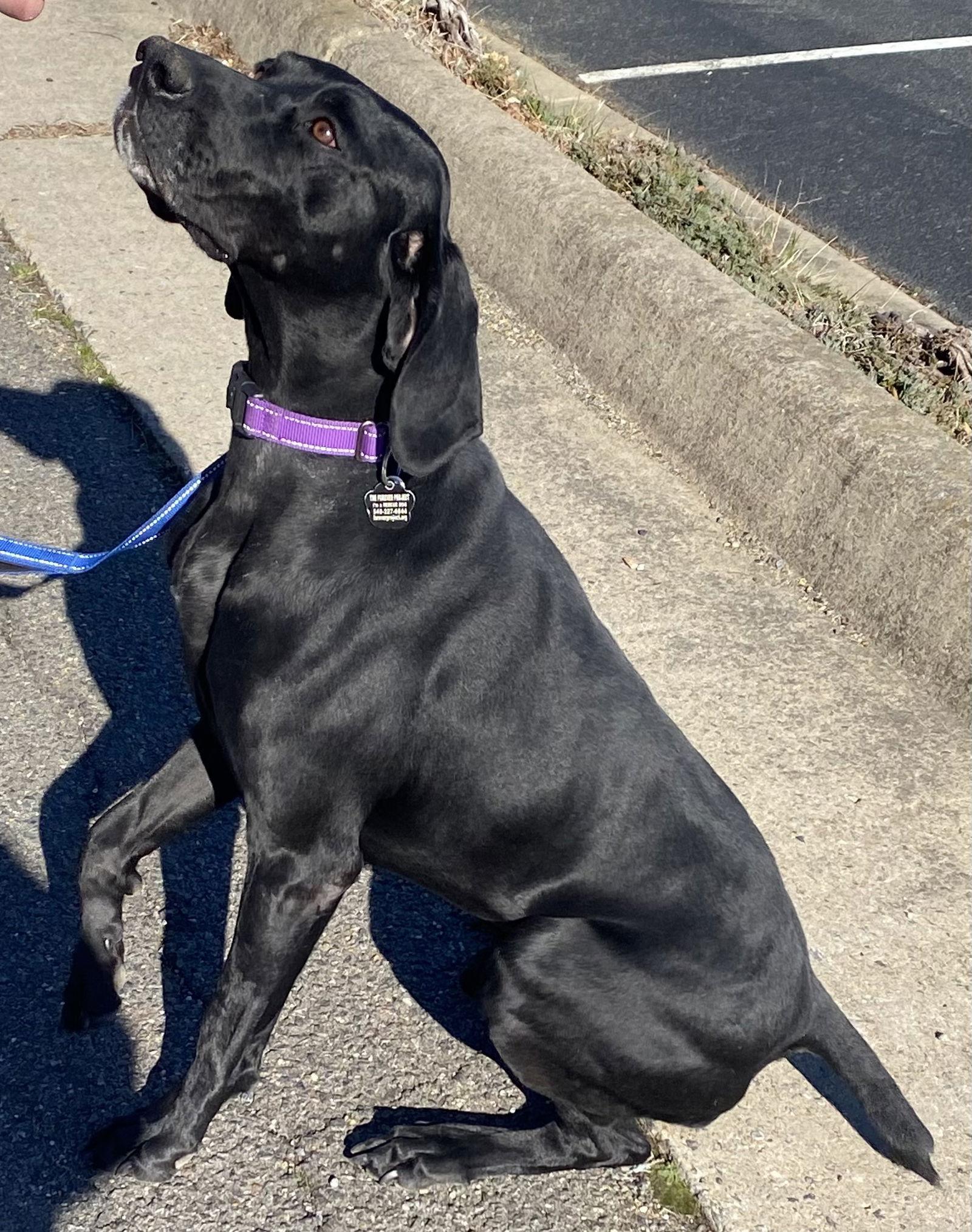 Prince, Adoptable, Adult Male German Shorthaired Pointer.