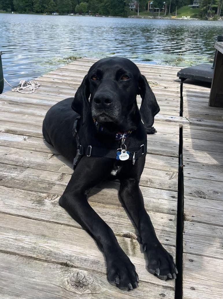 Prince, a Adoptable German Shorthaired Pointer in Spotsylvania, VA image 2/3