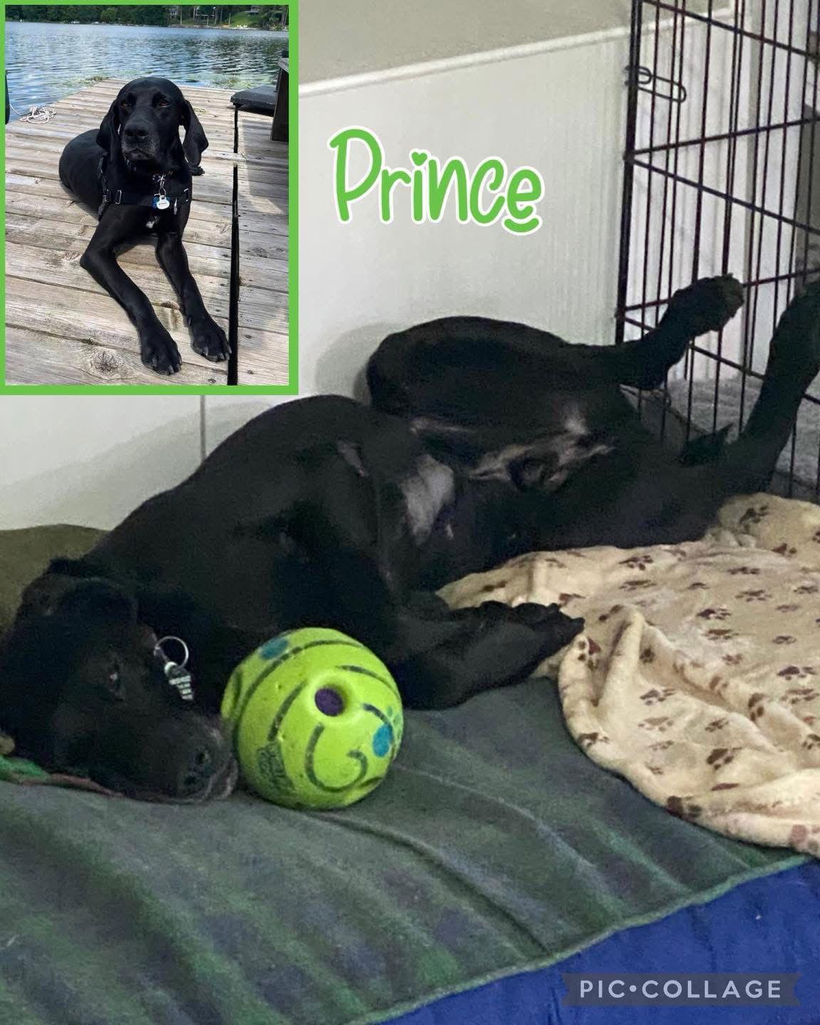 Prince, a Adoptable German Shorthaired Pointer in Spotsylvania, VA image 3/3