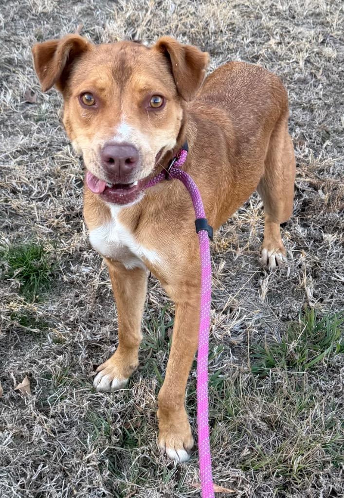 Enlarge Dingo, a Adoptable mixed breed in Greenwood, MS image 1/1