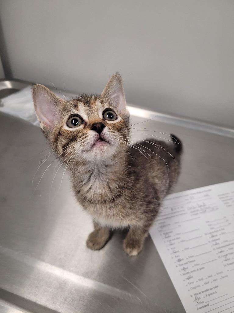 Finch, Adoptable, Kitten Female Domestic Short Hair.