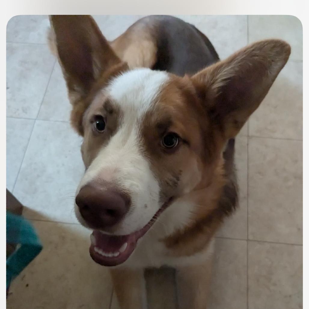 Shadow, Adoptable, Young Male German Shepherd Dog & Husky.