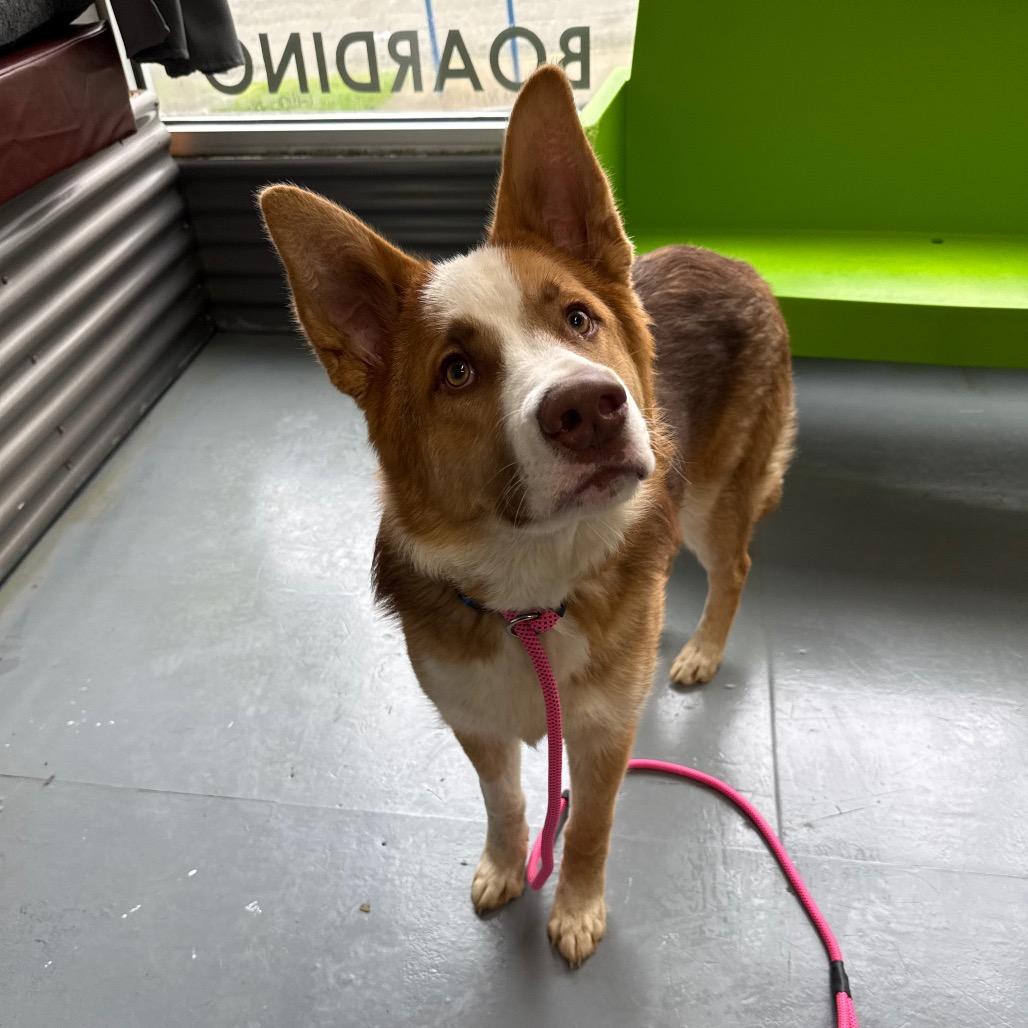 Enlarge Shadow, a Adoptable mixed breed in Tacoma, WA image 2/6