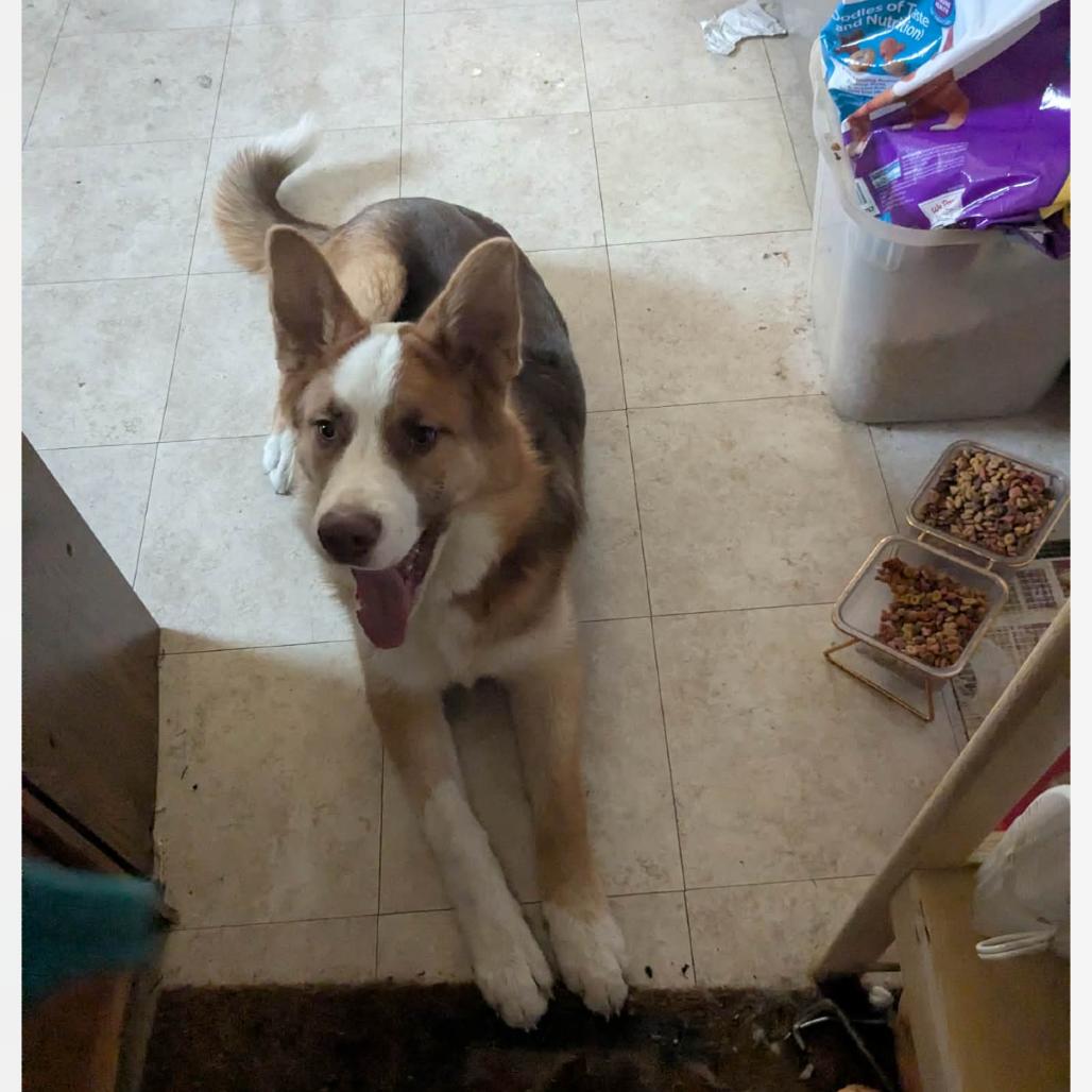 Enlarge Shadow, a Adoptable mixed breed in Tacoma, WA image 3/6