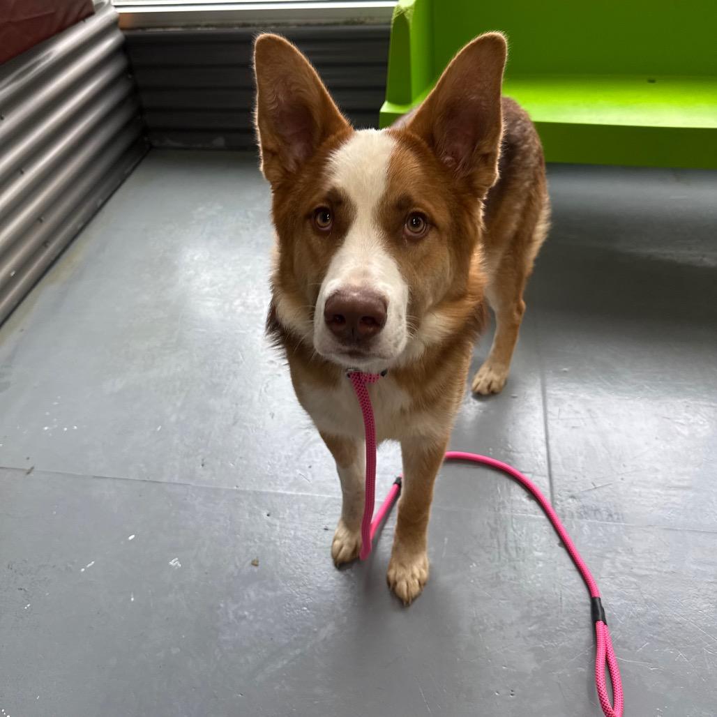 Enlarge Shadow, a Adoptable mixed breed in Tacoma, WA image 4/6