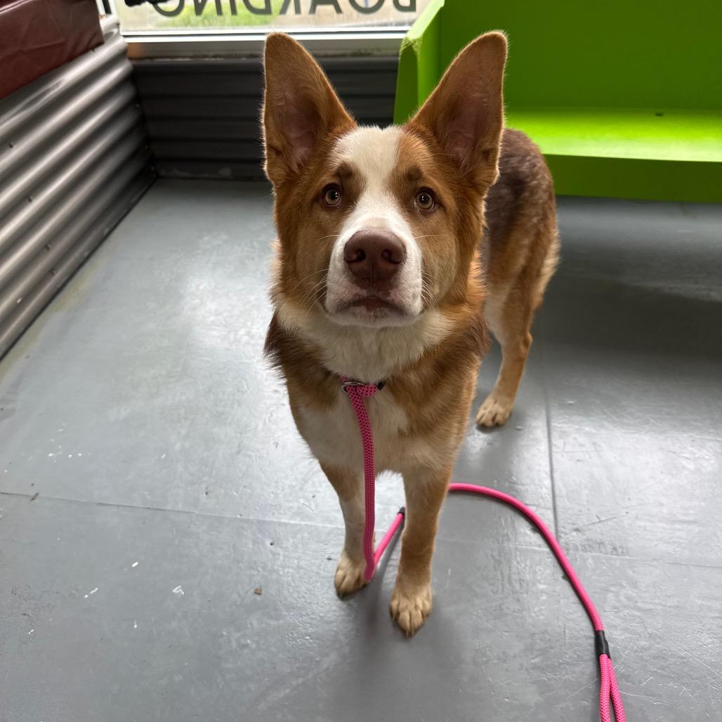 Enlarge Shadow, a Adoptable mixed breed in Tacoma, WA image 5/6