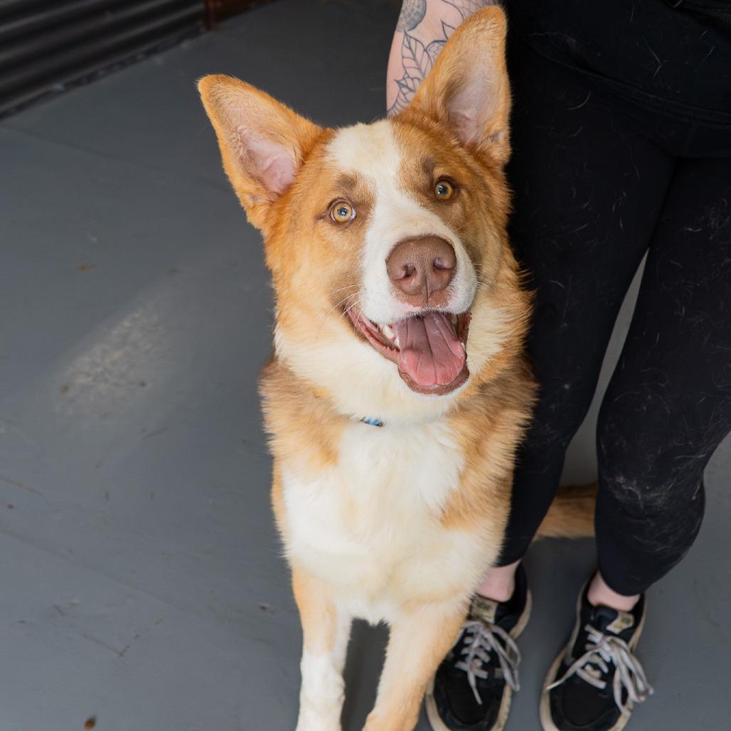Enlarge Shadow, a Adoptable mixed breed in Tacoma, WA image 6/6