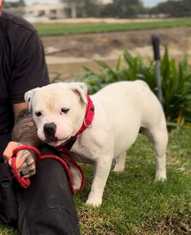 Enlarge Suki (Raider Suka), a Adoptable mixed breed in ventura, CA image 1/1