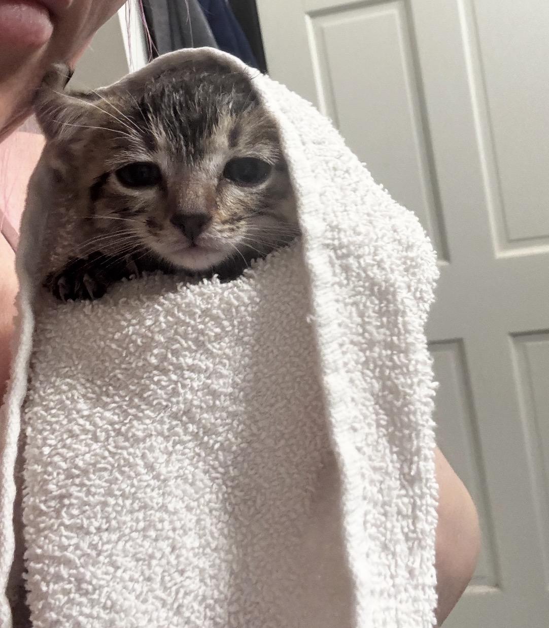 Enlarge Felisha , a ADOPTABLE Tabby in Grand Haven, MI image 2/3