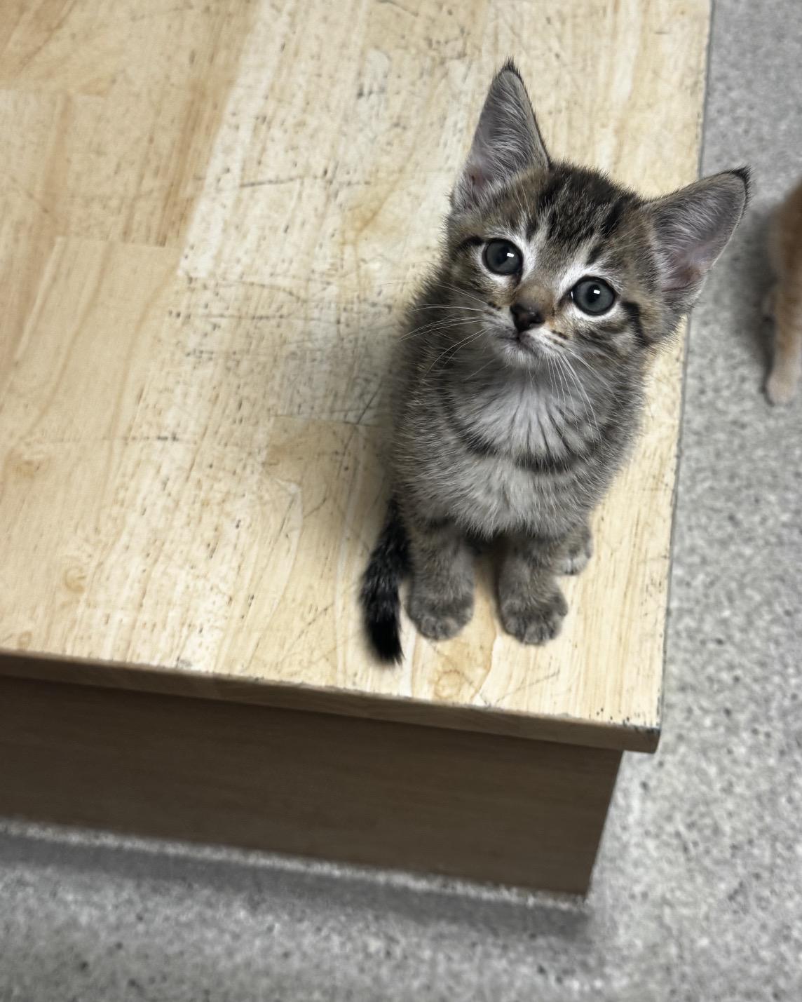 Enlarge Felisha , a ADOPTABLE Tabby in Grand Haven, MI image 3/3