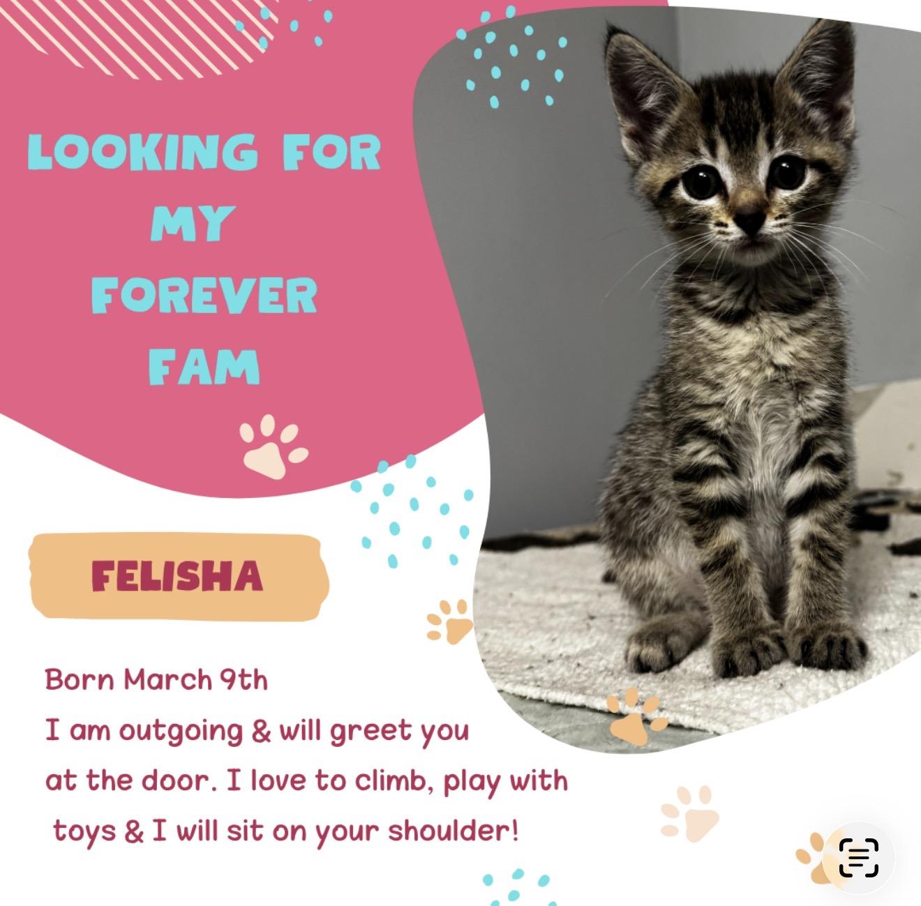 Enlarge Felisha , a ADOPTABLE Tabby in Grand Haven, MI image 1/3