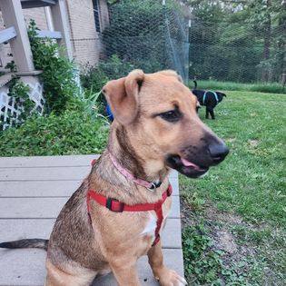 Minnie, Adopted, Puppy Female Mixed Breed.