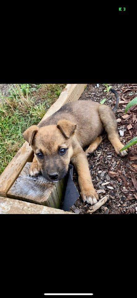Enlarge Minnie, a Adopted mixed breed in SHADE GAP, PA image 2/4