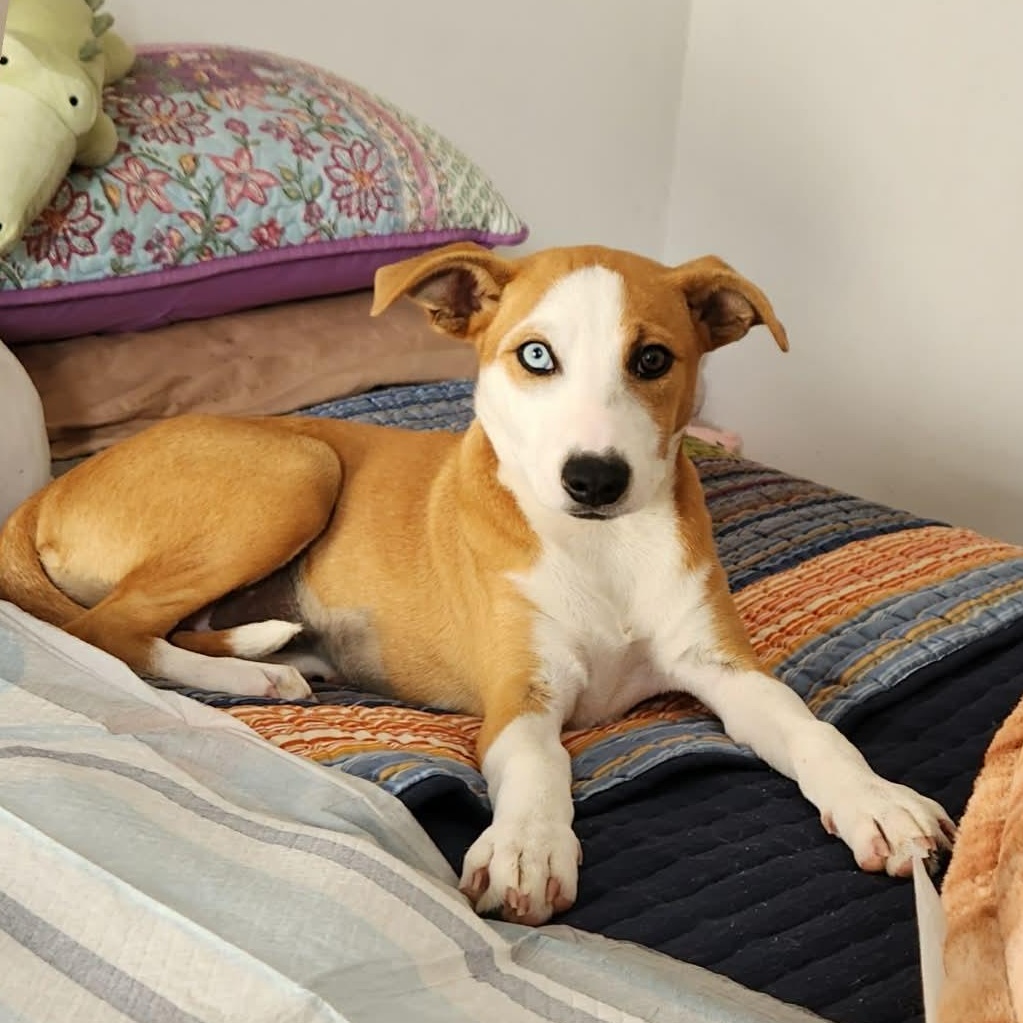 Enlarge Josie, a Adoptable mixed breed in Tacoma, WA image 3/4