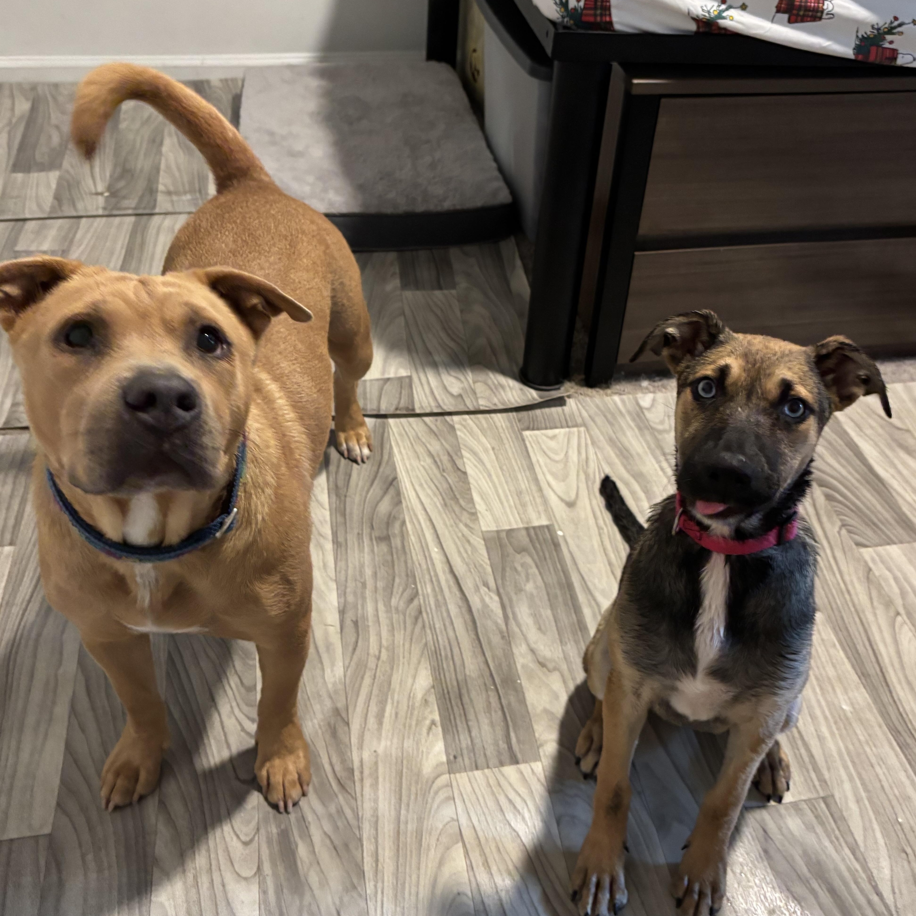 Carolina, a Adoptable mixed breed in Orlando, FL image 4/6