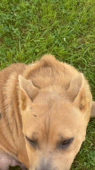 Enlarge Carolina, a Adoptable mixed breed in Orlando, FL video 5/6