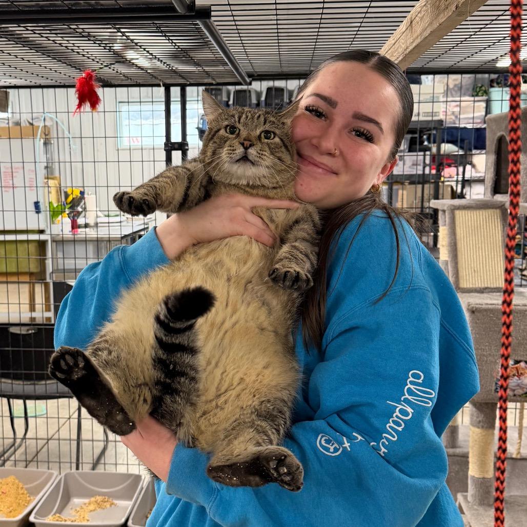 Brownie, Adoptable, Senior Male Domestic Short Hair.