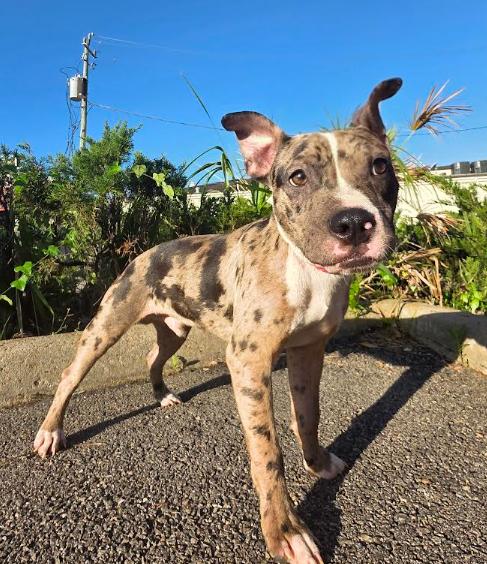Beans, a ADOPTABLE mixed breed in Chicago, IL image 2/6