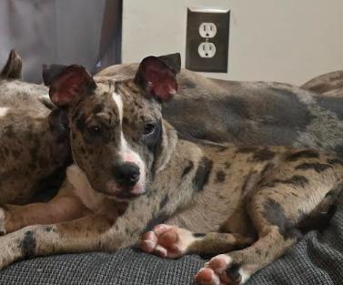 Beans, a ADOPTABLE mixed breed in Chicago, IL image 4/6