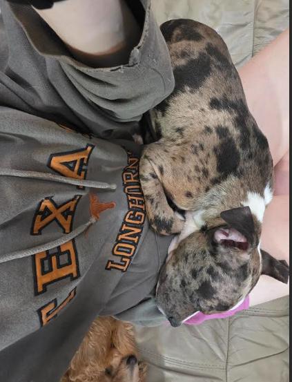 Beans, a ADOPTABLE mixed breed in Chicago, IL image 5/6